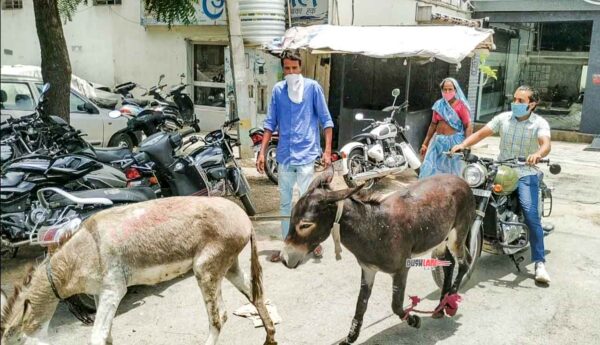 Jawa owner donkeys dealer